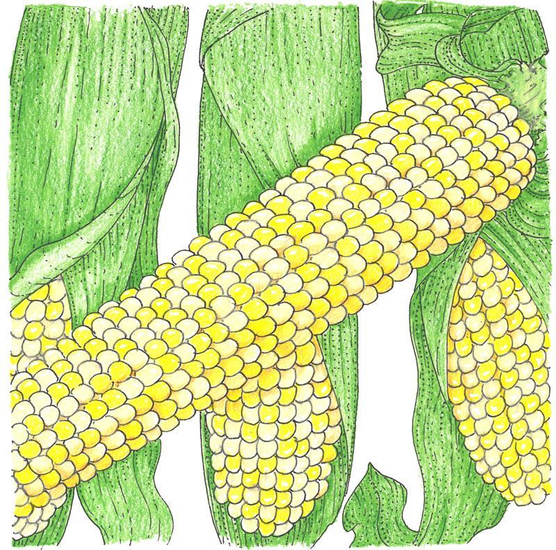 Double Standard Corn Seeds (Organic) Peaceful Valley