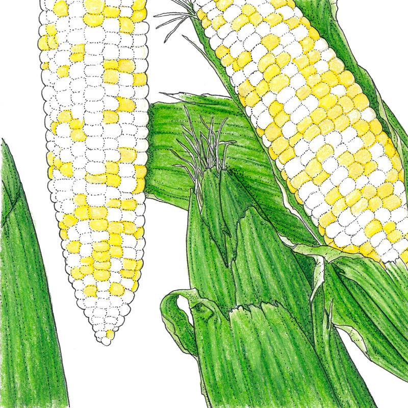Who Gets Kissed Corn Seeds (Organic) Peaceful Valley