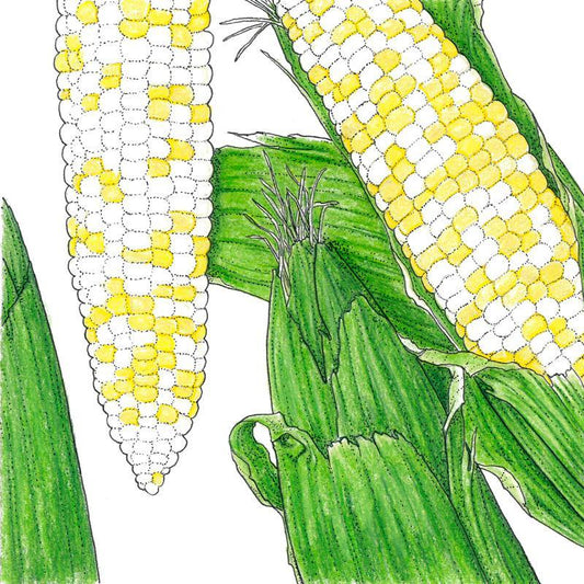 Who Gets Kissed Corn Seeds (Organic) Peaceful Valley