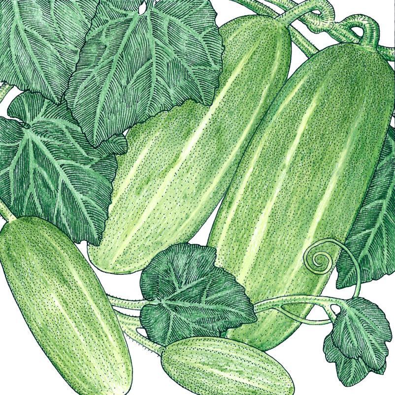 Homemade Pickles Cucumber Seeds (Organic) Peaceful Valley