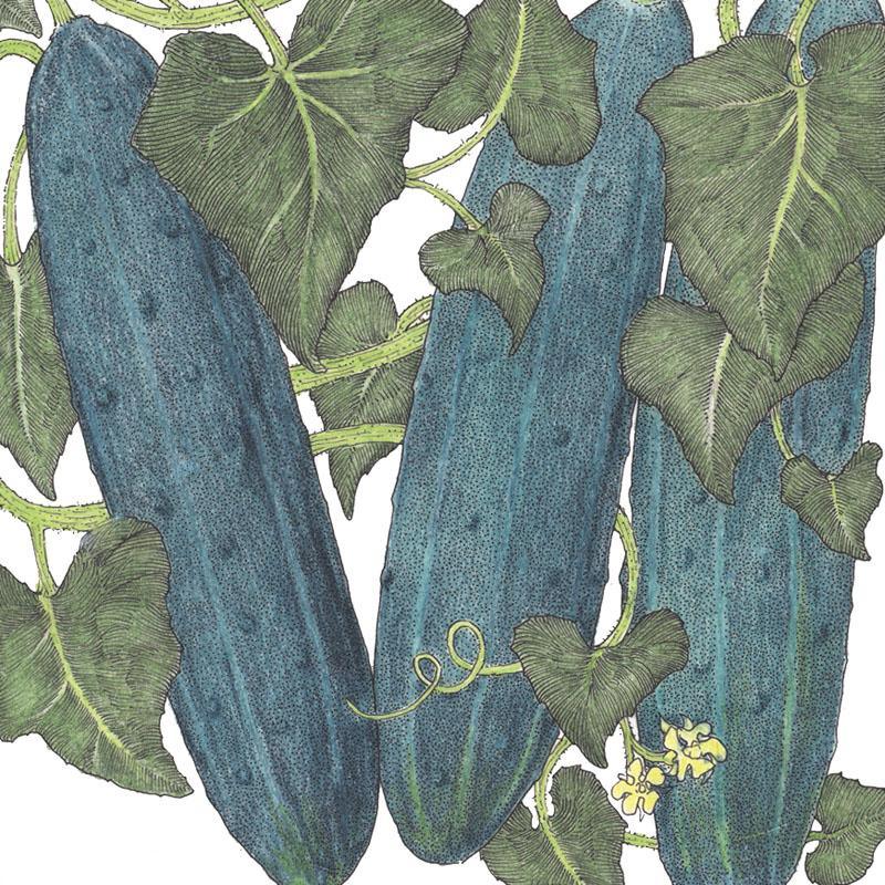 Marketmore 76 Cucumber Seeds (Organic) Peaceful Valley