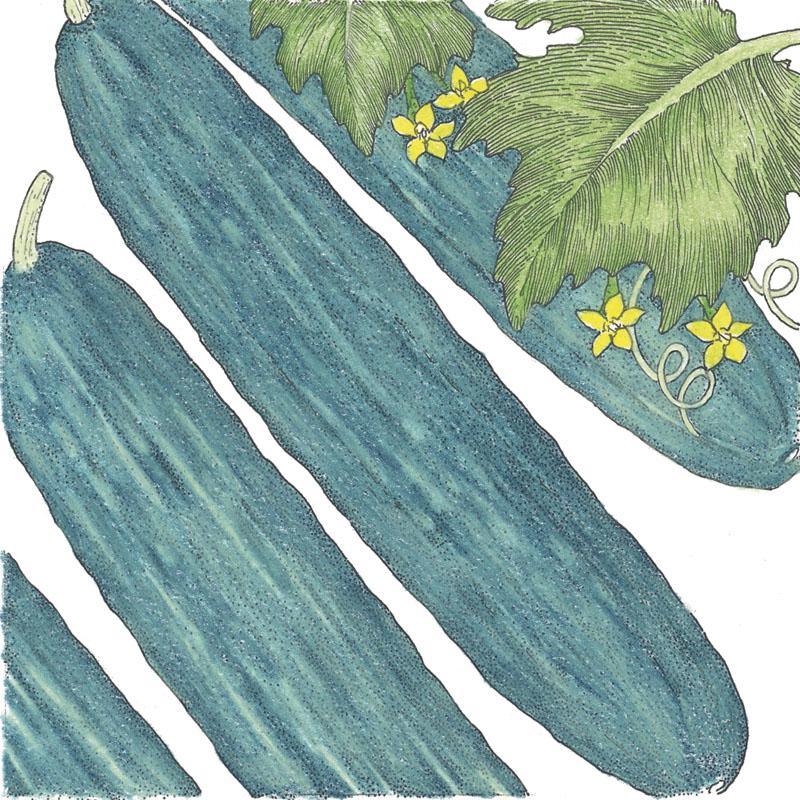 Muncher Cucumber Seeds (Organic) - Grow Organic