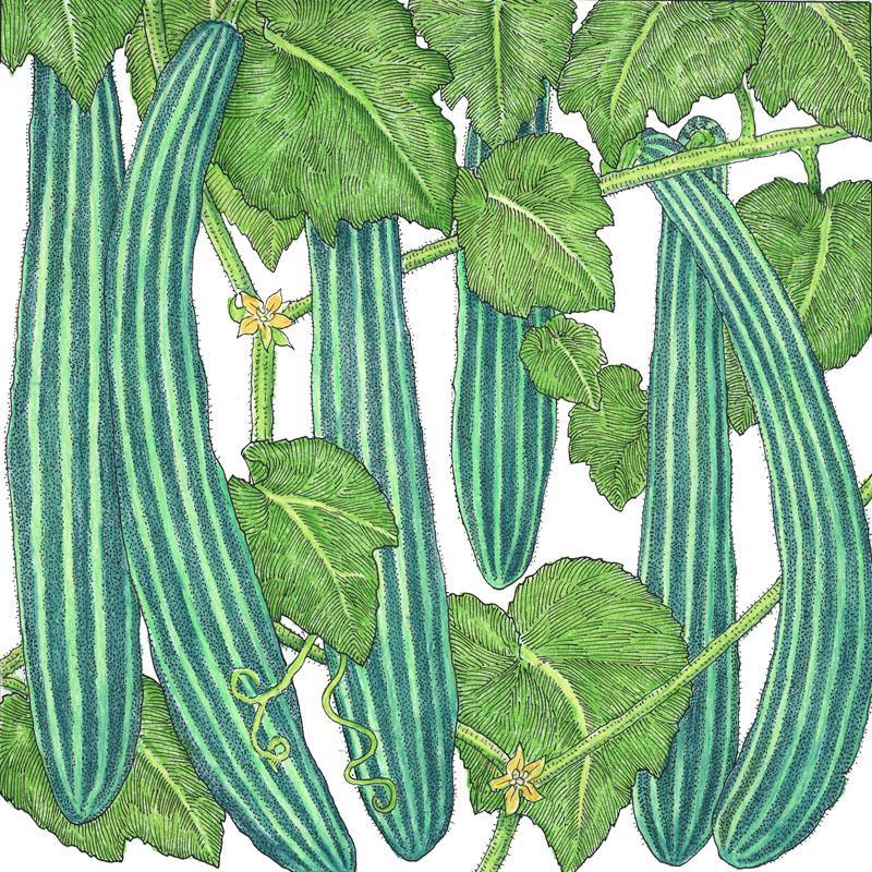 Suyo Long Cucumber Seeds (Organic) Peaceful Valley