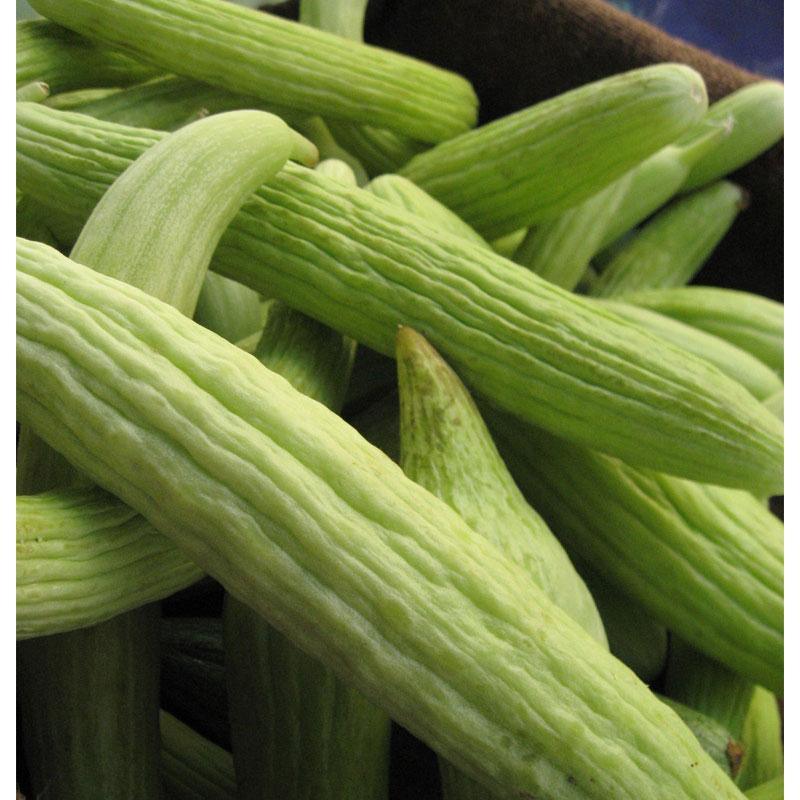 Sweet Green Armenian Cucumber Seeds (Organic) Peaceful Valley
