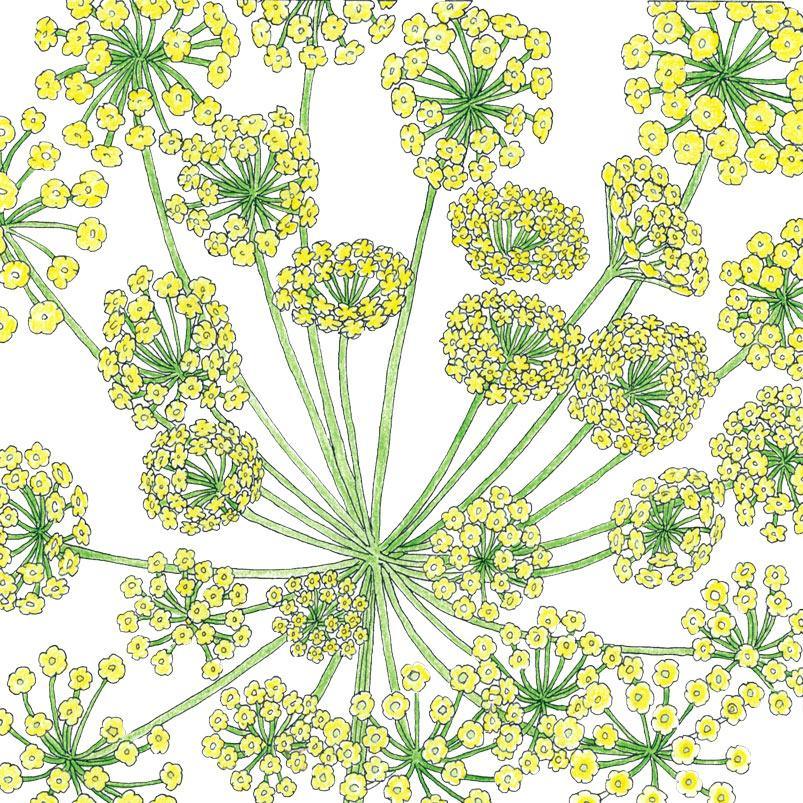 Mammoth Dill Seeds (Organic) Peaceful Valley