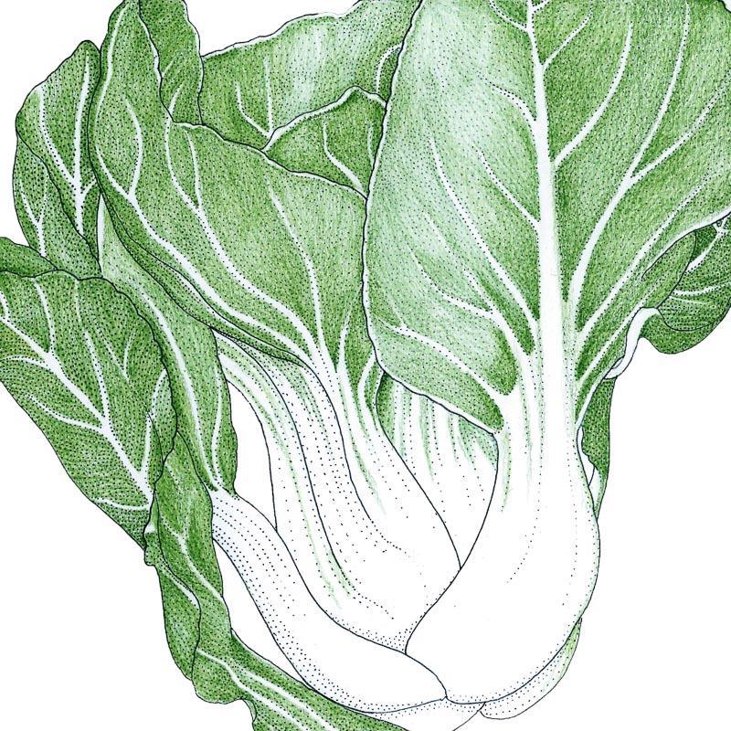 Pak Choi Baby Shanghai Greens Seeds (Organic) Peaceful Valley