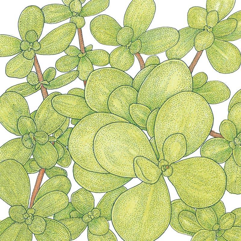 Purslane Greens Seeds (Organic) Peaceful Valley
