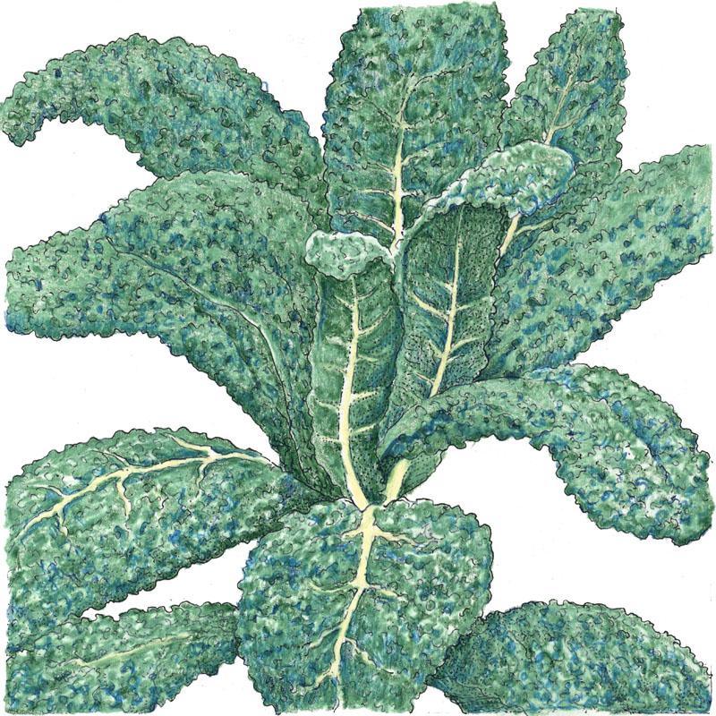 Lacinato Kale Seeds (Organic) Peaceful Valley