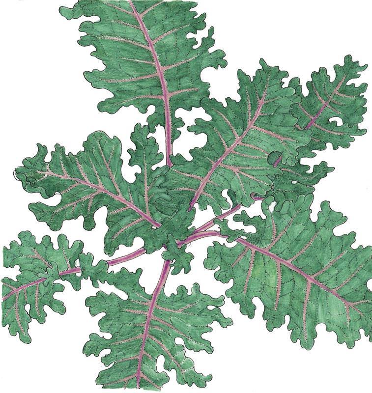 Red Russian Kale Seeds (Organic) Peaceful Valley