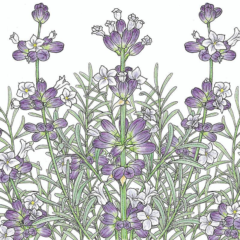 English-Vera Lavender Seeds (Organic) Peaceful Valley
