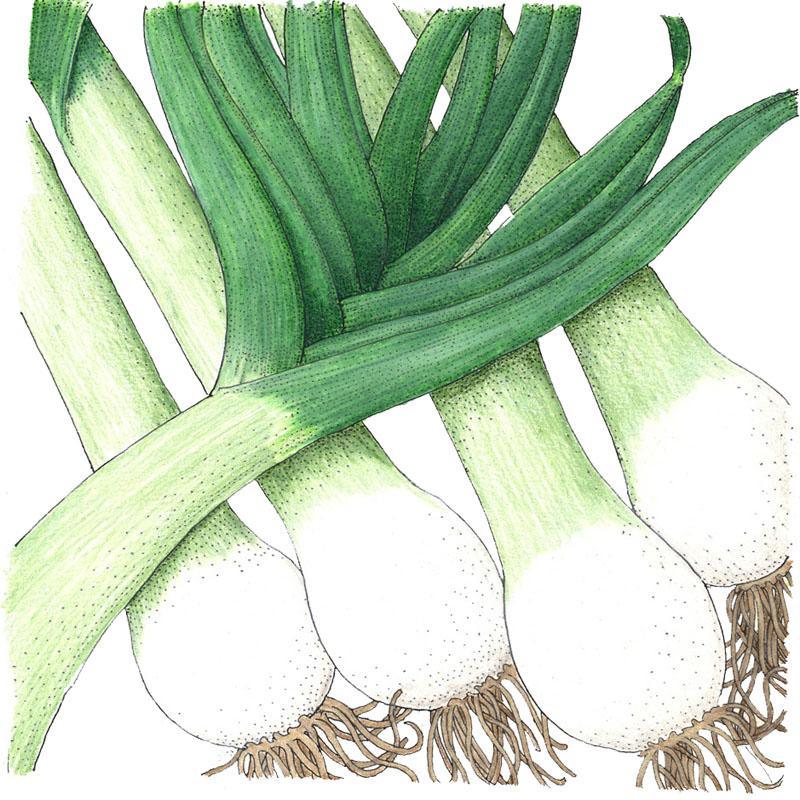 Varna Leek Seeds (Organic) Peaceful Valley