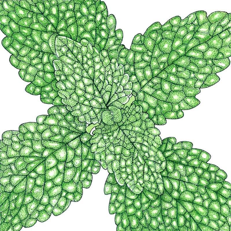 Lemon Balm (Organic) Peaceful Valley