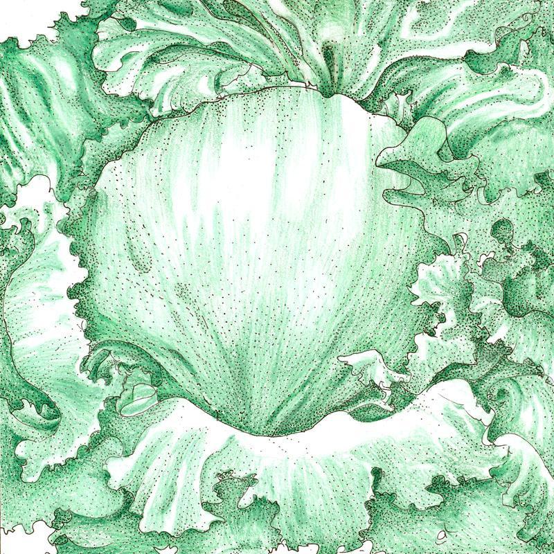Iceberg Superior Lettuce Seeds (Organic) Peaceful Valley