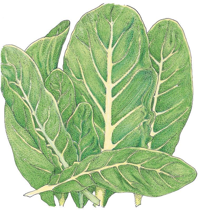 Little Gem Lettuce Seeds (Organic) Peaceful Valley