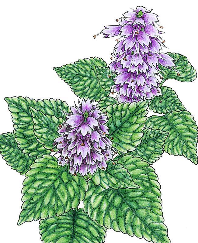 Korean Licorice Mint Seeds (Organic) Peaceful Valley