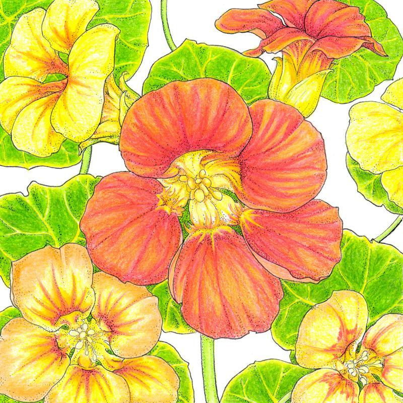 Kaleidoscope Mix Nasturtium Seeds (Organic) Peaceful Valley