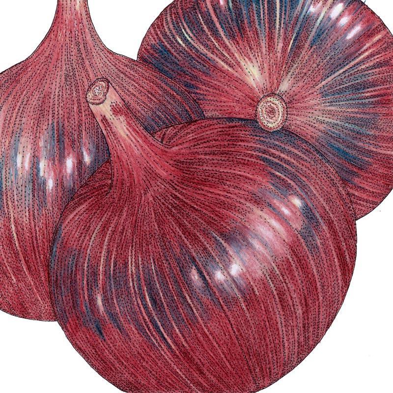 Cabernet Onion Seeds (Organic) Peaceful Valley