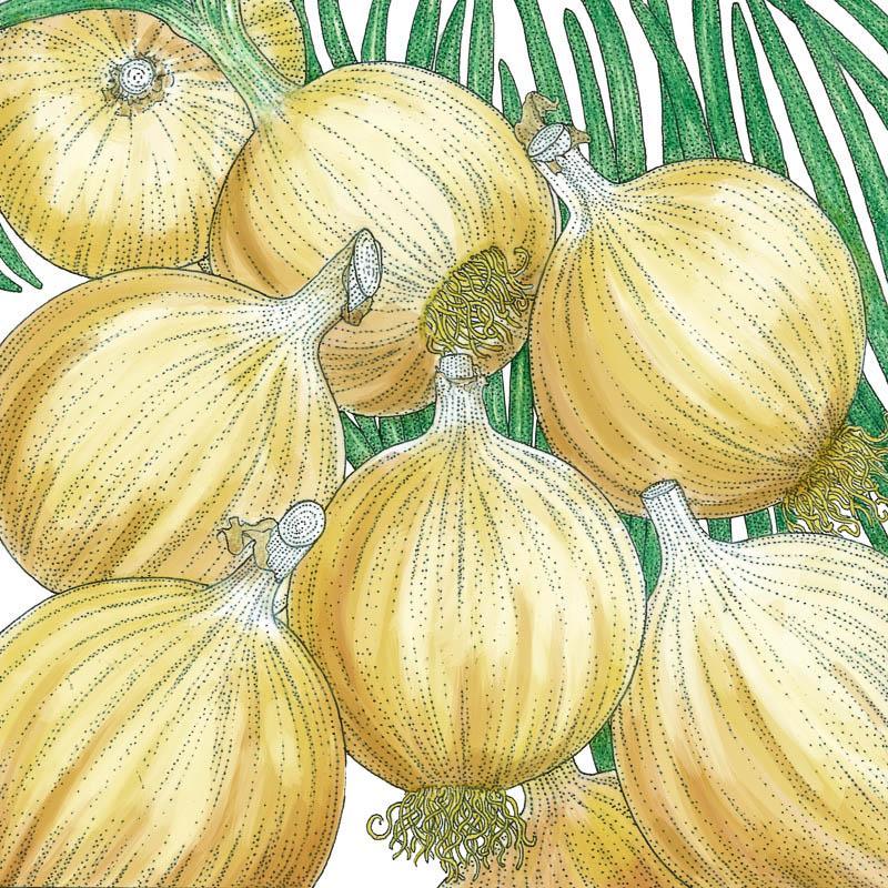 Cortland Onion Seeds (Organic) Peaceful Valley