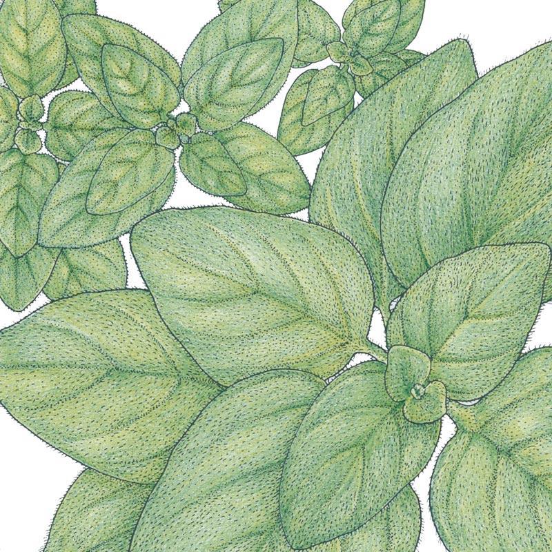 Greek Oregano Seeds (Organic) Peaceful Valley