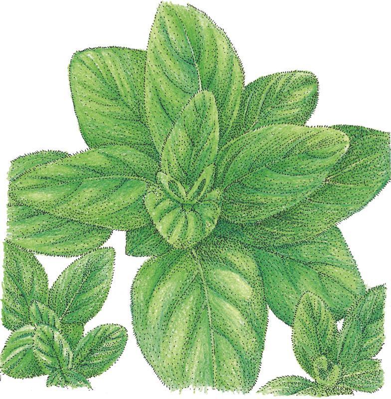 Italian Oregano Seeds (Organic) Peaceful Valley