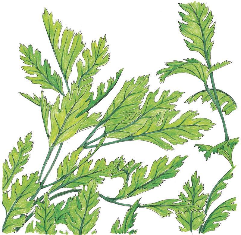 Italian Parsley Seeds (Organic) Peaceful Valley