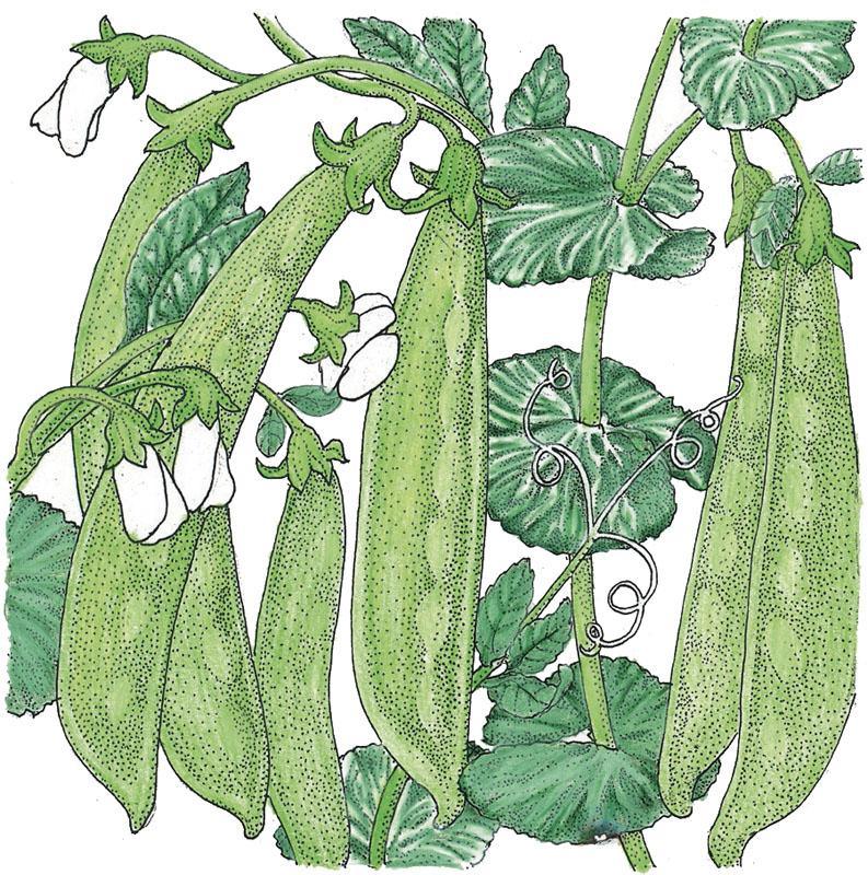 Oregon Sugar Pod Pea Seeds (Organic) Peaceful Valley