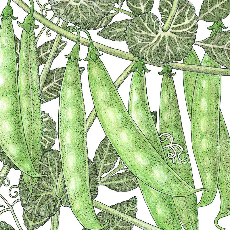 Sugar Snap Pea Seeds (Organic) Peaceful Valley