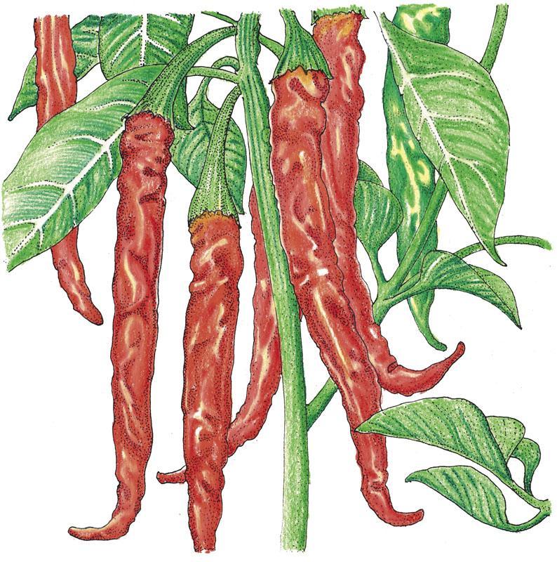 Hot Cayenne Slim Pepper Seeds (Organic) Peaceful Valley