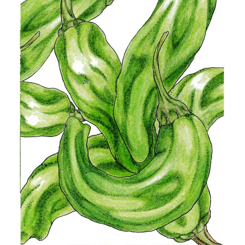 Shishito Pepper Seeds (Organic) Peaceful Valley