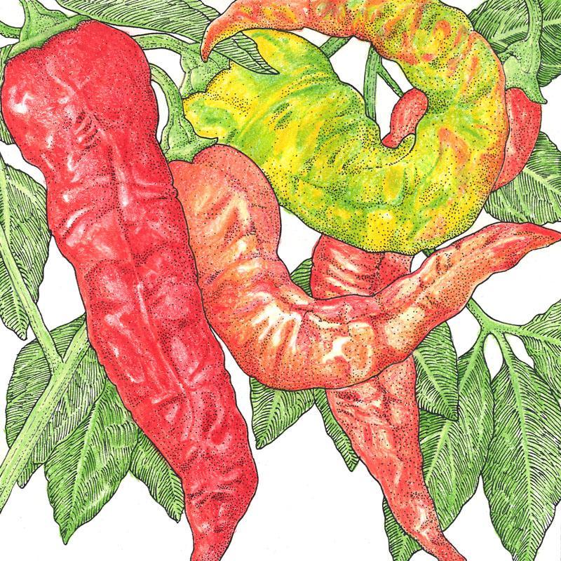 Nardello Sweet Pepper Seeds (Organic) Peaceful Valley