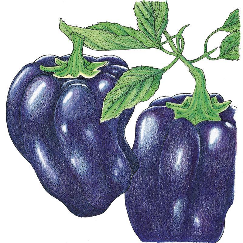 Purple Beauty Sweet Pepper Seeds (Organic) Peaceful Valley