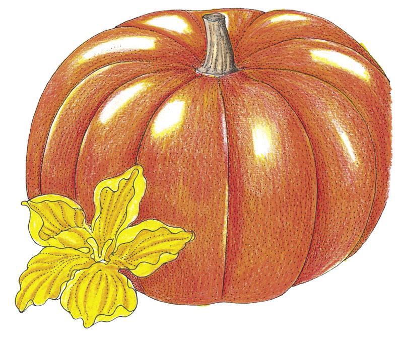 Cinderella Pumpkin Seeds (Organic) Peaceful Valley