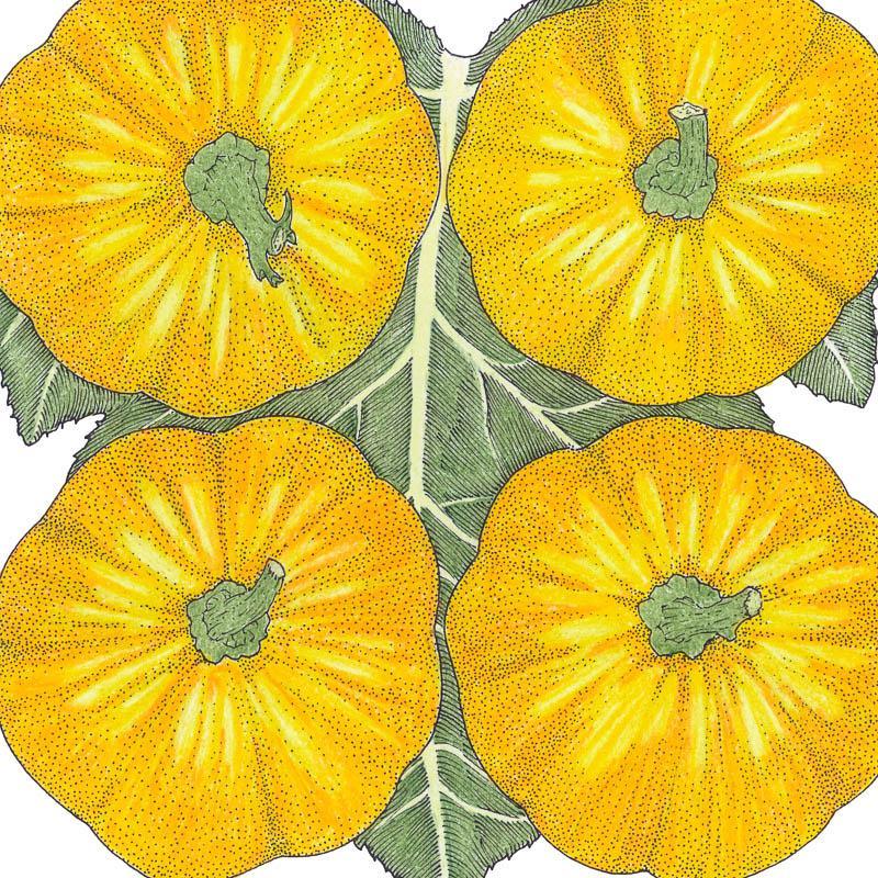 Jack Be Little Pumpkin Seeds (Organic) Peaceful Valley