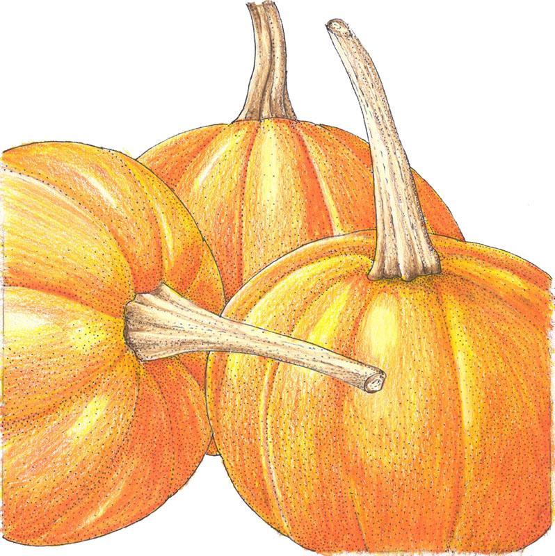 Small Sugar Pumpkin Seeds (Organic) Peaceful Valley