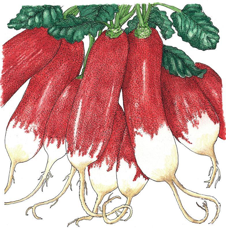 French Breakfast Radish Seeds (Organic) Peaceful Valley