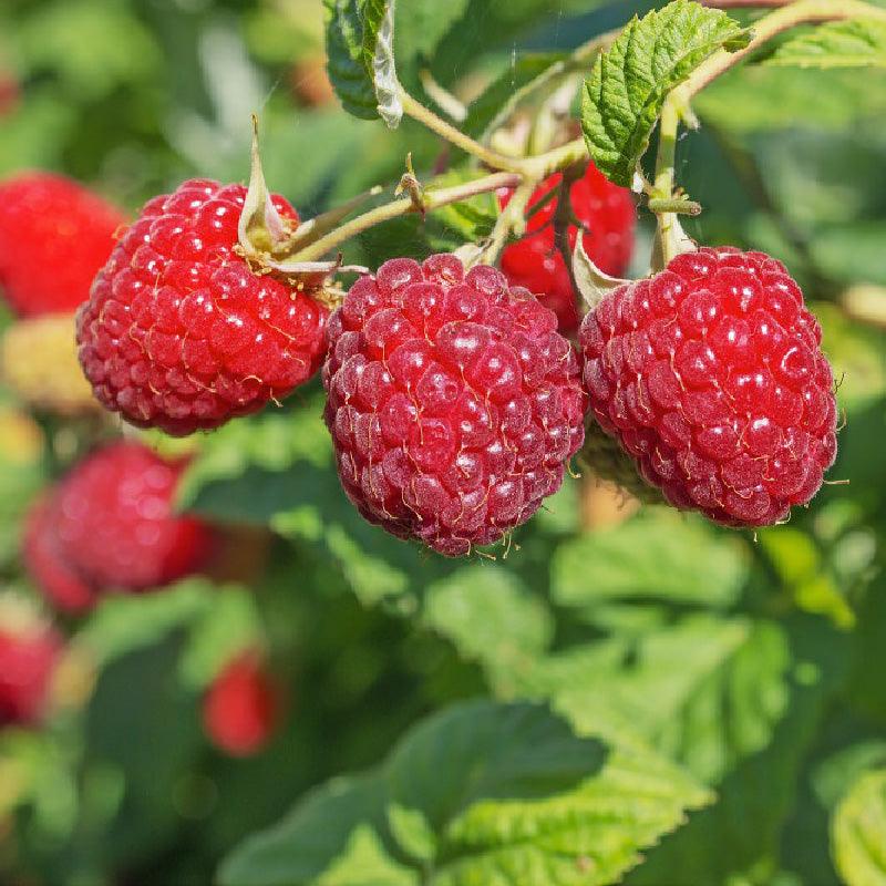 Organic Raspberry - Red Heritage (Ea) Grow Organic