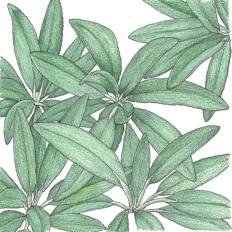 Sage Seeds (Organic) Peaceful Valley