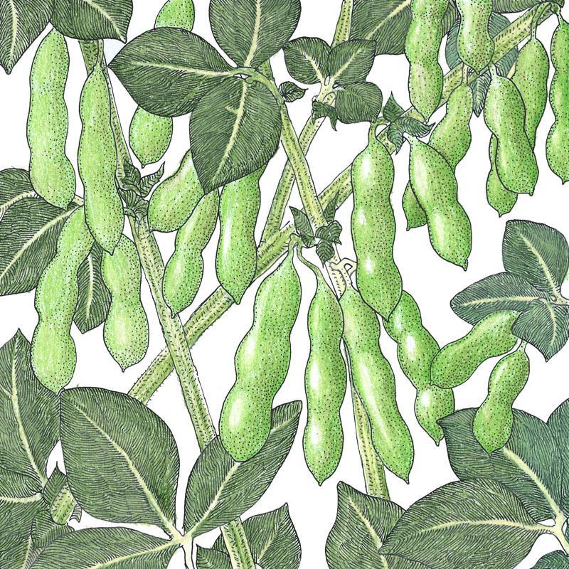Edamame Soybean Seeds (Organic) Peaceful Valley