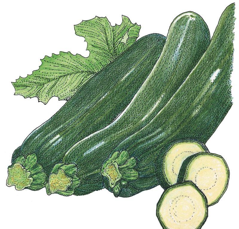 Dark Green Zucchini Summer Squash Seeds (Organic) Peaceful Valley