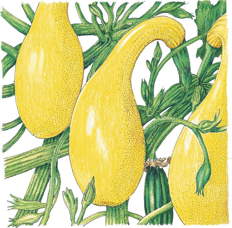 Early Crookneck Summer Squash Seeds (Organic) Peaceful Valley