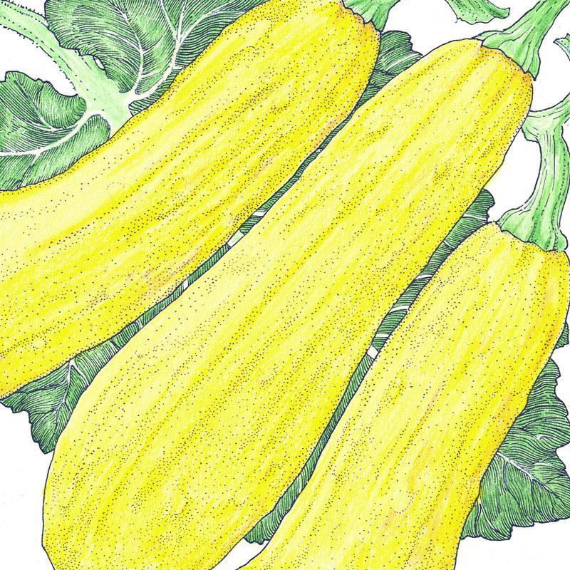 Early Straightneck Summer Squash Seeds (Organic) Peaceful Valley