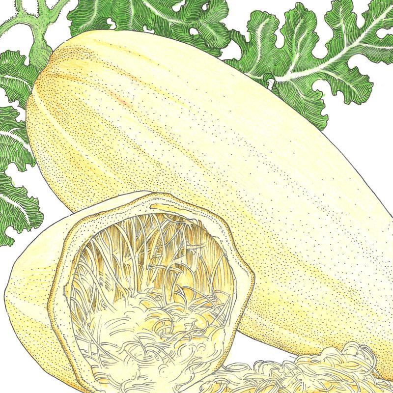 Spaghetti Winter Squash Seeds (Organic) Peaceful Valley