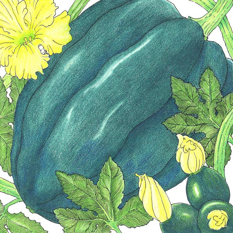 Table Queen Acorn Winter Squash Seeds (Organic) Peaceful Valley