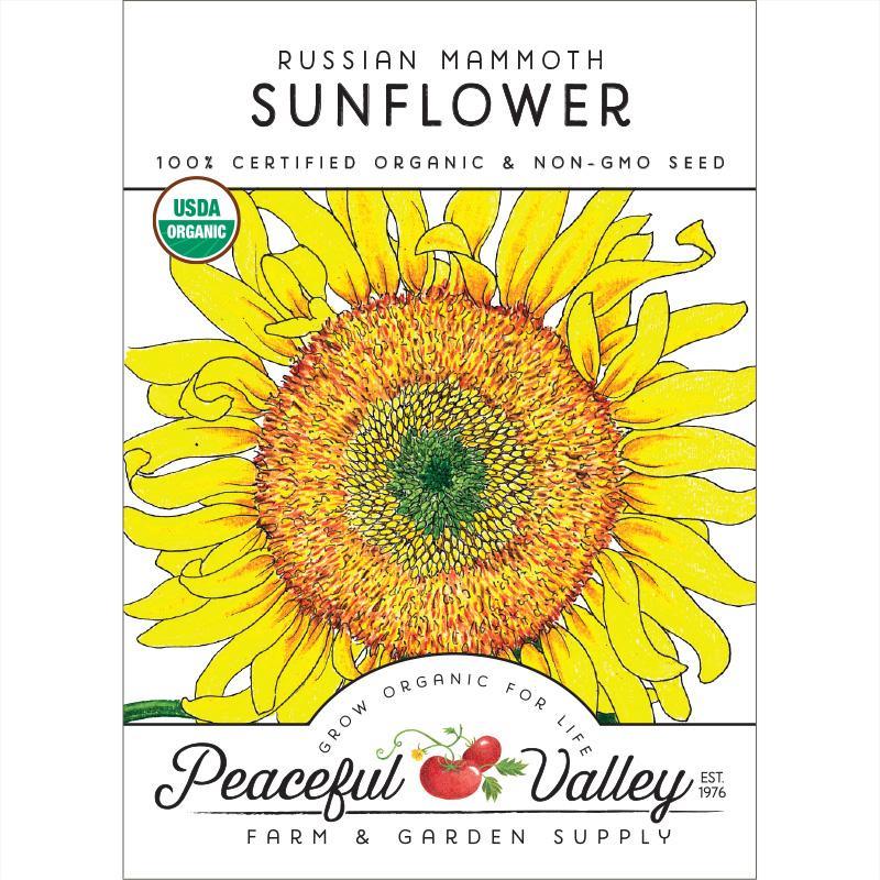 planting mammoth russian sunflower seeds Organic Sunflower, Russian Mammoth (pack)