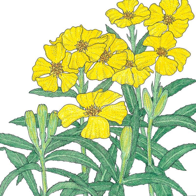 Mexican Tarragon Seeds (Organic) Peaceful Valley