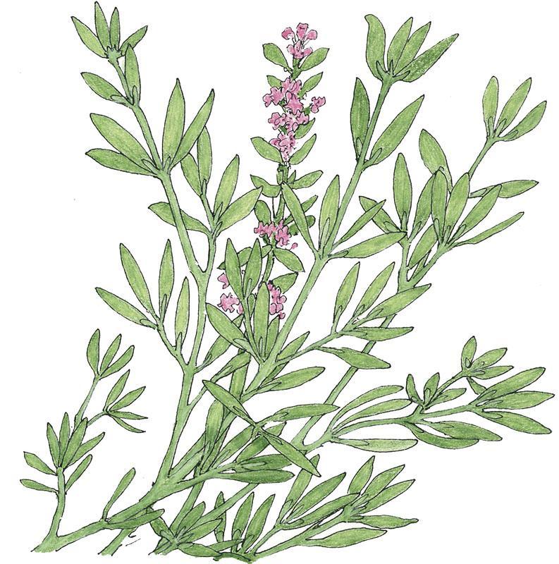 Thyme, German Winter (Organic) Peaceful Valley