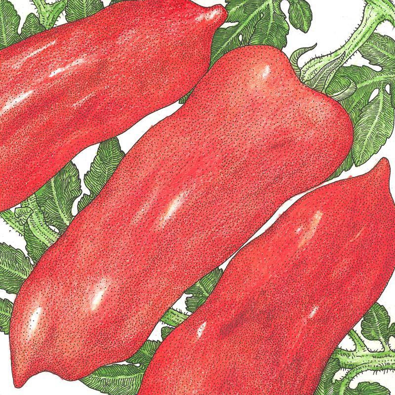 San Marzano Tomato Seeds (Organic) Peaceful Valley