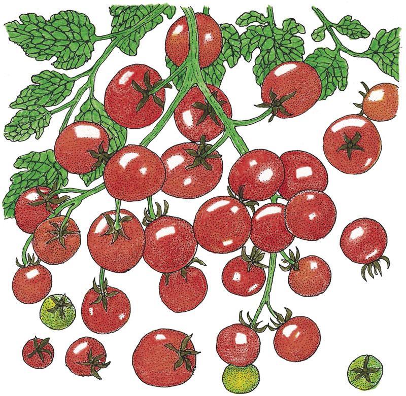 Sweetie Tomato Seeds (Organic) Peaceful Valley
