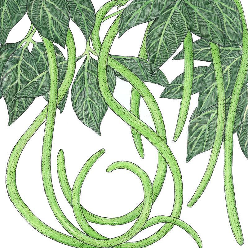 Yard Long Pole Bean Seeds (Organic) - Grow Organic