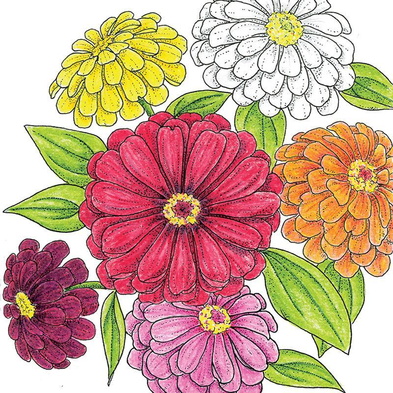 California Giants Zinnia Seeds (Organic) Peaceful Valley